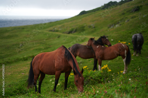 Horses by the Sea, Cape Breton, Nova Scotia