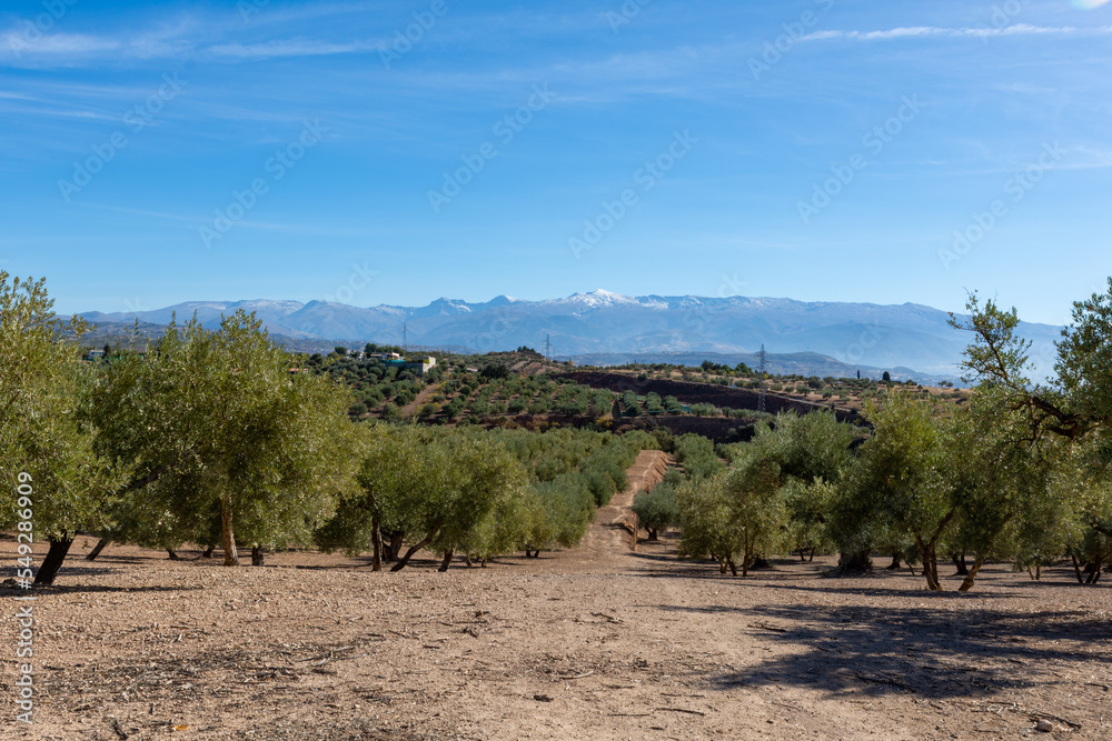 Large expanses of olive trees in the countryside of Andalucia (Spain) Large expanses of olive trees in the countryside of Andalucia (Spain)