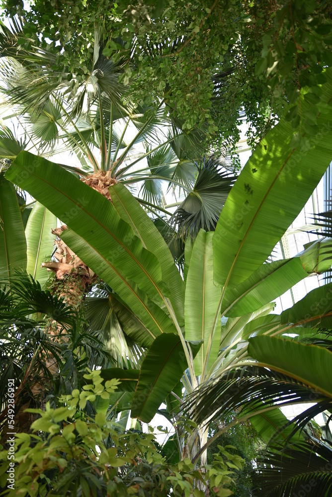 Obraz premium Bananier dans la serre