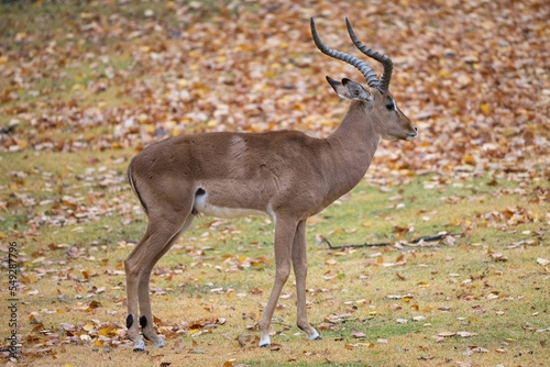 Fototapeta Naklejka Na Ścianę i Meble -  Beautiful deer in wilderness