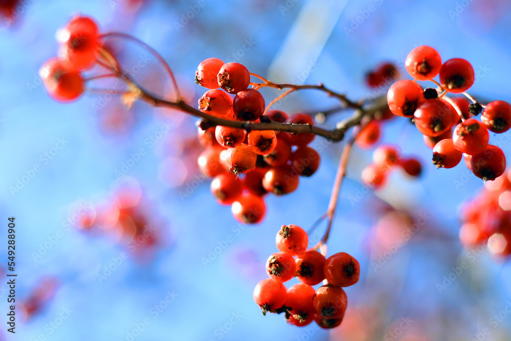 A branch of red viburnum with berries transparent through the sun on a gently blue sky background. A branch of red viburnum with berries transparent through the sun on a gently blue sky background.