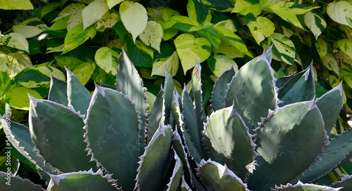 Agave potatorum or Maguey mezcalero, Tobala tropical succulent plant is native to partial desert areas of Mexico.Selective focus. photo
