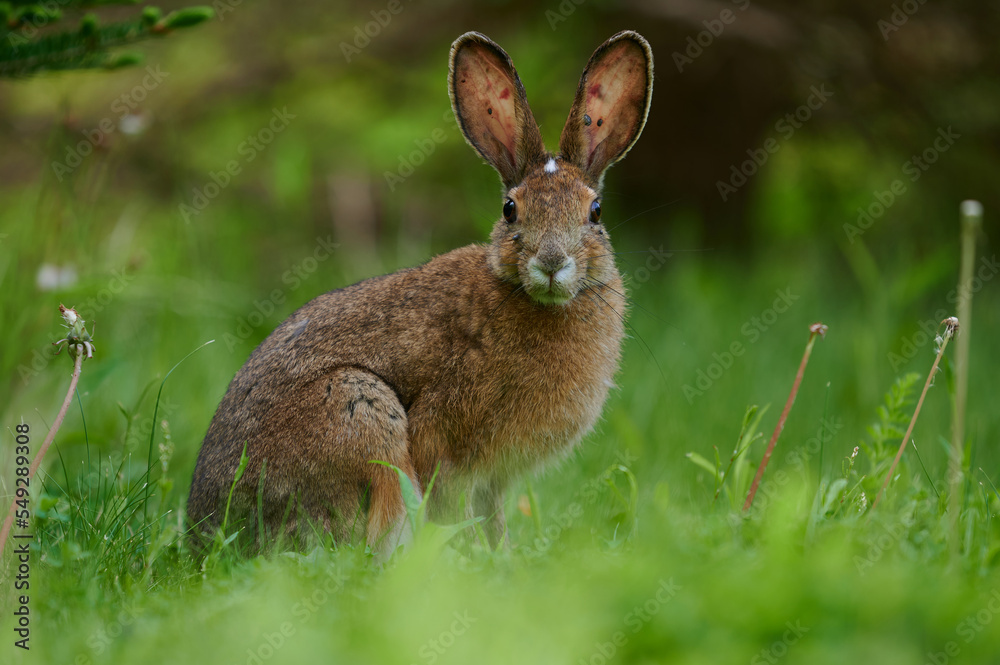 Hare with ticks Hare with ticks