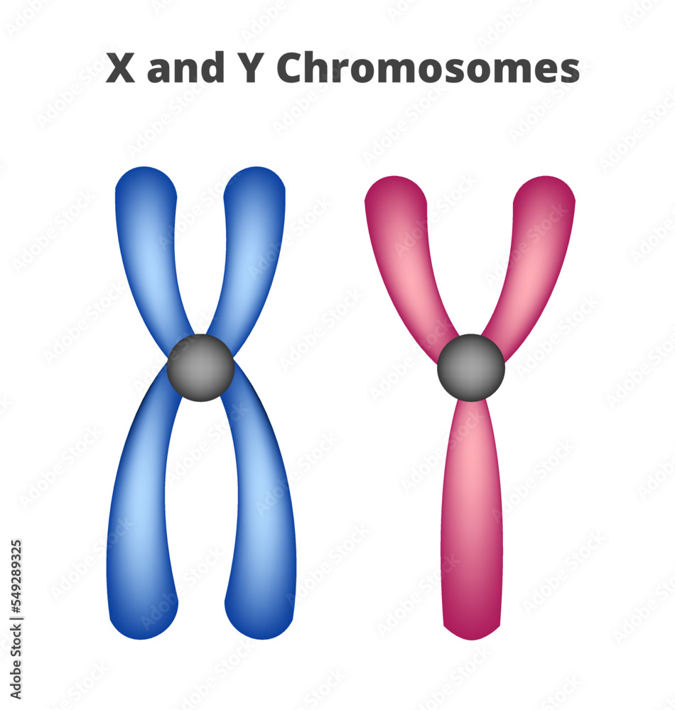 Vector icons of X and Y chromosomes isolated on a white background. XY sex-determination system. Females have two XX sex chromosomes, Males have two XY sex chromosomes. Genetic code, code for sex.