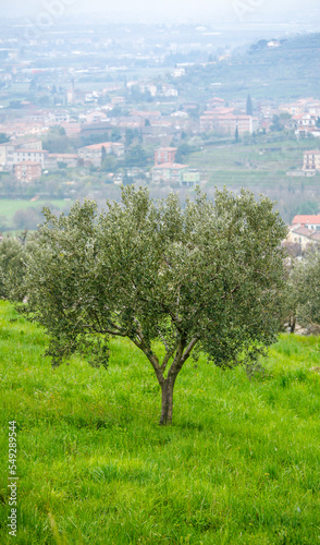 Valokuva Olive tree at knoll