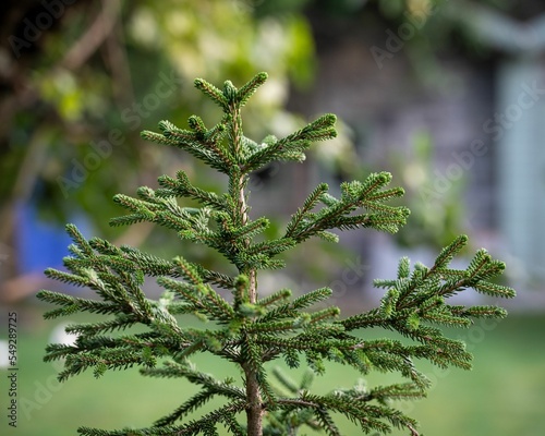 Shallow focus shot of Picea glehnii plants in the garden photo