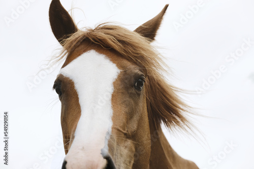 Εκτύπωση καμβά Sorrel blaze face mare horse with mane blowing in windy weather, isolated against white background