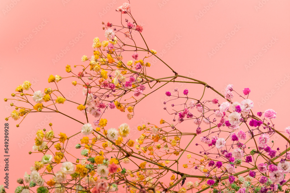 Colorful gypsophila twigs. Delicate graceful twigs with flowers on pink background.