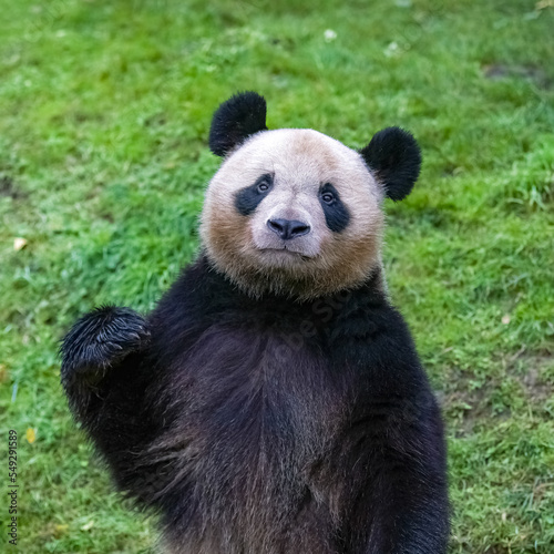 A giant panda standing on the grass, portrait   © Pascale Gueret
