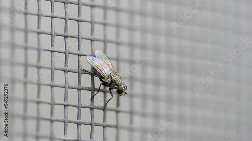 Una piccolissima mosca adagiata sulla zanzariera