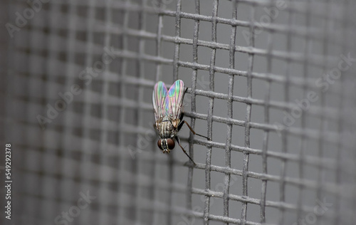Una piccolissima mosca adagiata sulla zanzariera