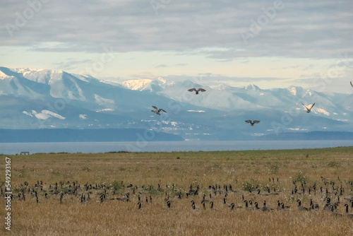 Geese taking off with beautiful mountains in the background