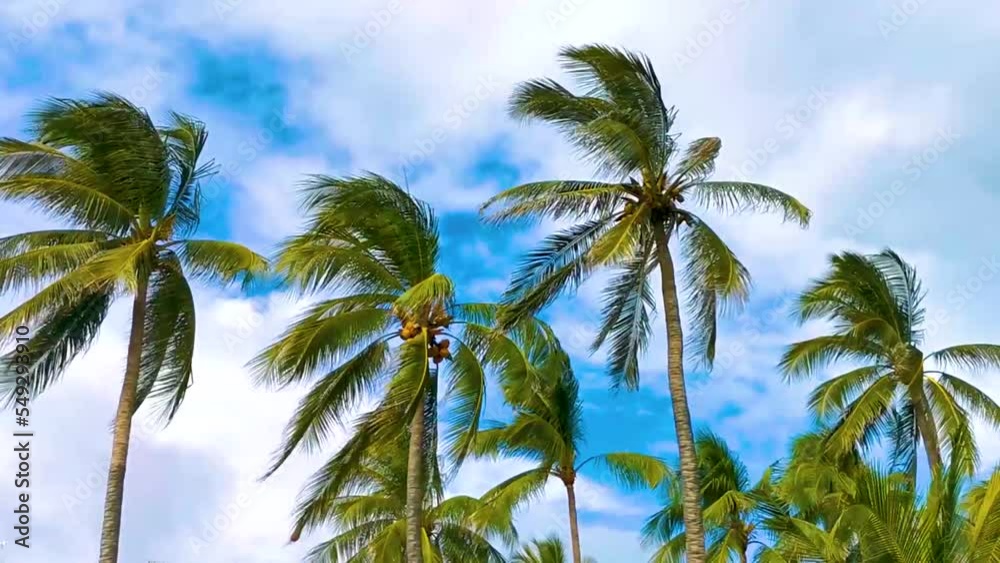 Tropical natural palm tree coconuts blue sky in Mexico. Tropical natural palm tree coconuts blue sky in Mexico.