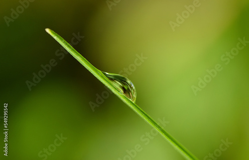 Un filo d'erba al mattino con una goccia di rugiada