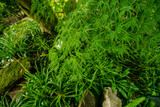 Beautiful nature in japanese garden in Leverusen    -  acer palmatum dissectum