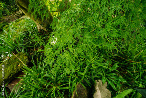 Beautiful nature in japanese garden in Leverusen - acer palmatum dissectum
