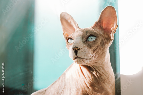 Beautiful gray bald Canadian Sphynx with blue eyes. A sphinx cat is looking into a distance. Curious pet is hunting or dreaming with a surprised expression. Hairless animal muzzle portrait. Copy space