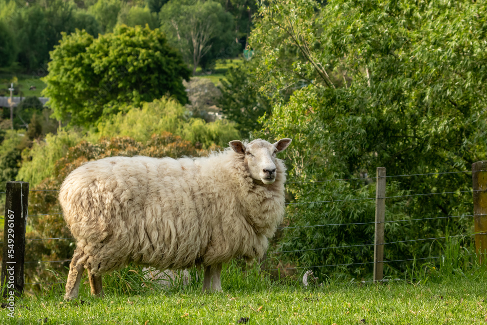 Obraz premium New Zealand sheep grazing 