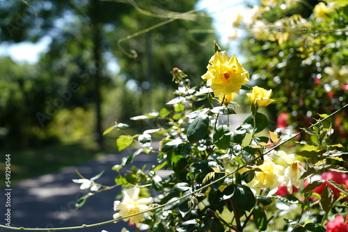 Blumen im Park bei Leverkusen am Rhein