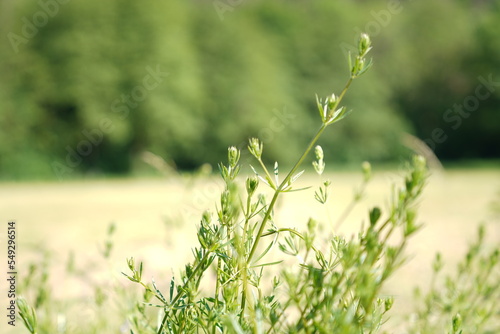 Forest in Altenberg
