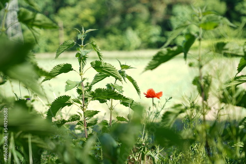 Forest in Altenberg photo