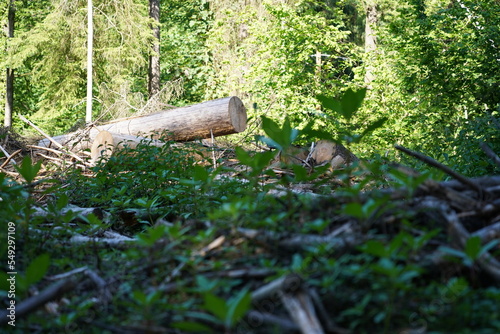Forest in Altenberg