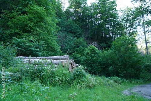 Forest in Altenberg