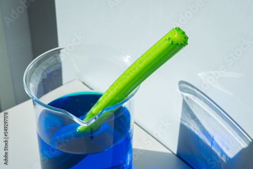 A cut stalk of celery is placed in a glass with blue color liquid and shows that the liquid is sucked up by capillary action. Demonstration in biology class. photo