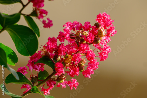 サルスベリ（百日紅）