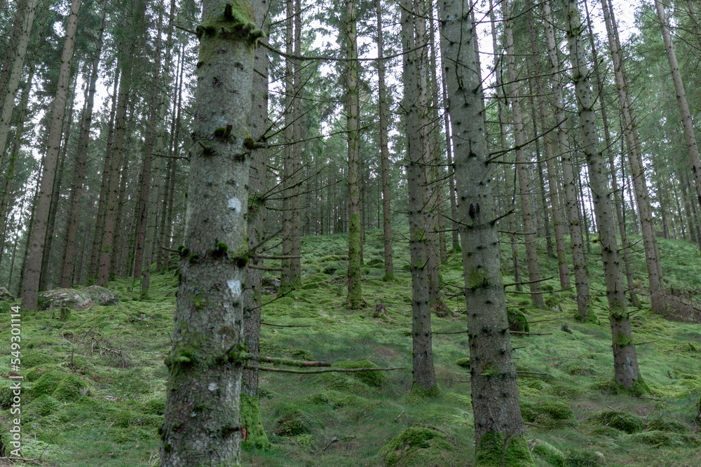 Obraz premium Old forest where there is a lot of moss