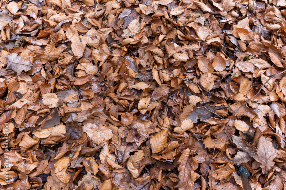 fallen leaves in the forest fallen leaves in the forest