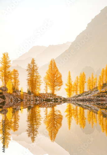 Fototapeta Naklejka Na Ścianę i Meble -  A beautiful landscape image from the Pacific Northwest featuring golden larch trees. Captured in Fall of 2023.