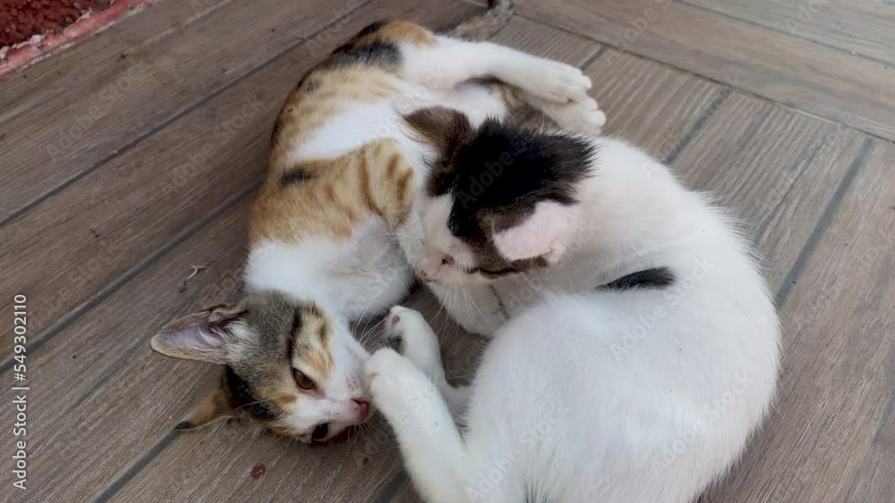 Two little fluffy white kittens play with each other and fight. Beautiful little kittens are hunting Two little fluffy white kittens play with each other and fight. Beautiful little kittens are hunting