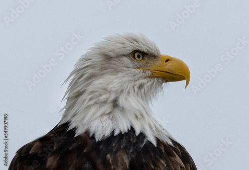 Bald Eagles