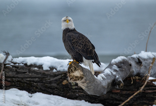 Bald Eagles