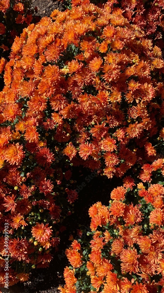 autumn flowers background