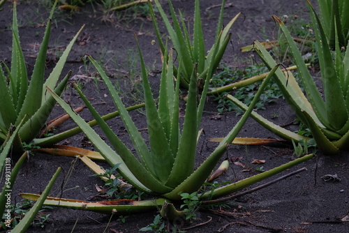 Cultivation of aloe vera plants