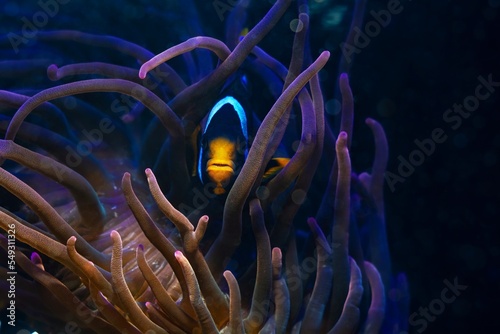 young Clark's anemonefish hide in tentacles of bubble tip anemone, fluorescent animal shine in LED actinic blue light, move in flow, catch food, protect fish, reef marine aquarium require experience photo