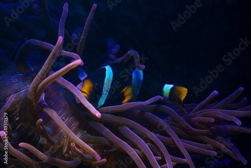 Photography Clark's anemonefish fluorescent in LED actinic blue spotlight, bubble tip anemon
