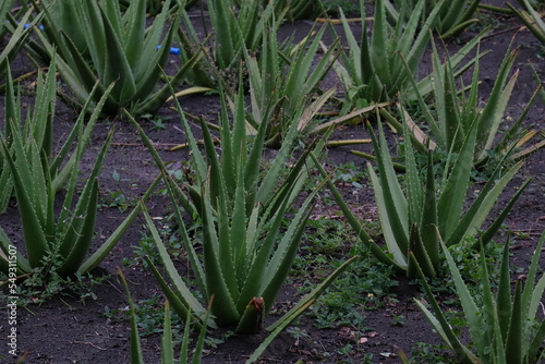 Cultivation of aloe vera plants