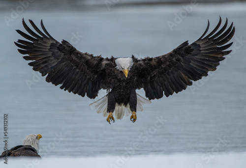 Photo Bald eagle