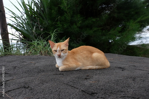 Orange cat resting on the beach sand © Arief Budi Kusuma