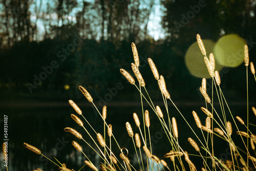 Weeds in the sun near Wolf River, Shawano, Wisconsin photo