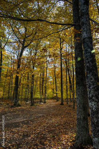 Forest in Wisconsin in the fall