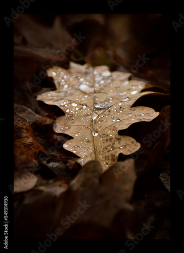 Closeup of fallen leafe with water drops