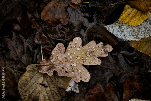 Fallen leafe with water drops in mud during autumn