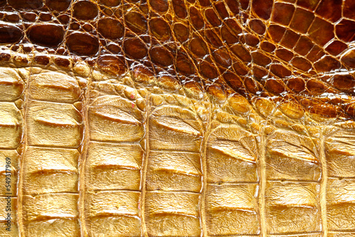 Close-up from crocodile bone carapace 