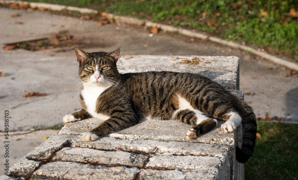 A beautiful white-brown street cat lies on the stone floor. Stray stray cats on the street of the city. Pets on the street. A street cat. A beautiful white-brown street cat lies on the stone floor. Stray stray cats on the street of the city. Pets on the street. A street cat.