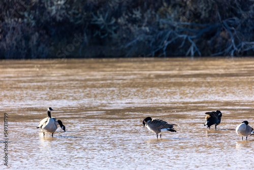 Ducks in Rio Grande in Albuquerque New Mexico