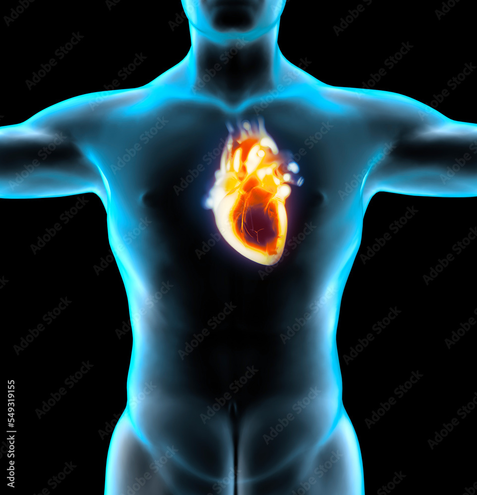 Anatomical study of a heart. Heart problems, heart attack. Surgery ...
